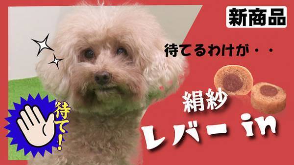 シニア犬もお口の小さい小型犬も大喜び♪ふんわりやわらかジャーキー『絹紗』に新フレーバー“レバーin”が登場！2月21日より発売