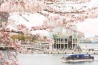 ヨコハマ グランド インターコンチネンタル ホテル　約600本もの桜のトンネルをくぐり抜ける船上でのお花見『大岡川桜クルーズ』を3月18日より期間限定運航