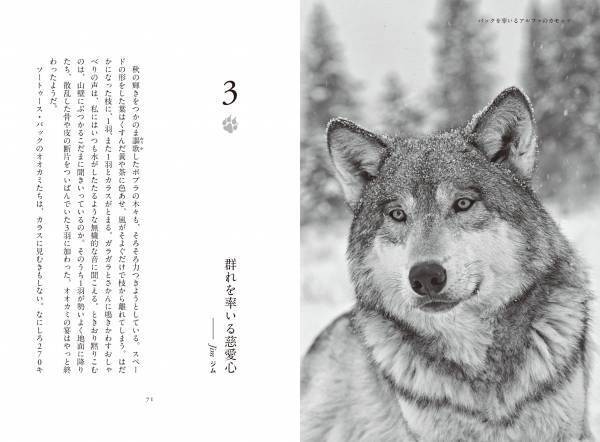 書籍『オオカミの知恵と愛ソートゥース・パックと暮らしたかけがえのない日々』発売中