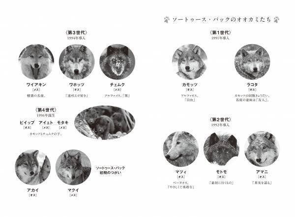 書籍『オオカミの知恵と愛ソートゥース・パックと暮らしたかけがえのない日々』発売中