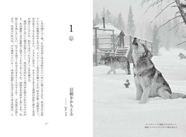 書籍『オオカミの知恵と愛ソートゥース・パックと暮らしたかけがえのない日々』発売中