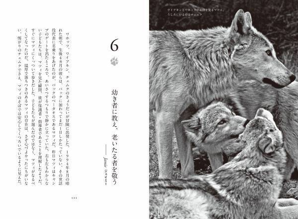書籍『オオカミの知恵と愛ソートゥース・パックと暮らしたかけがえのない日々』発売中