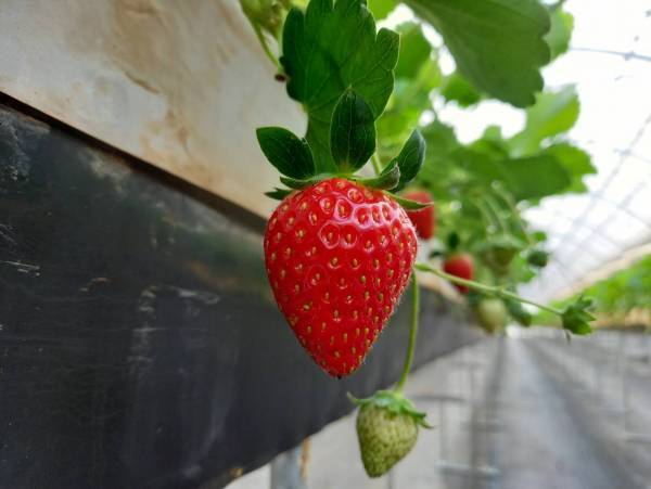 【あべのハルカス近鉄本店】百貨店の屋上でいちご摘み体験！「いちごの庭プロジェクト」