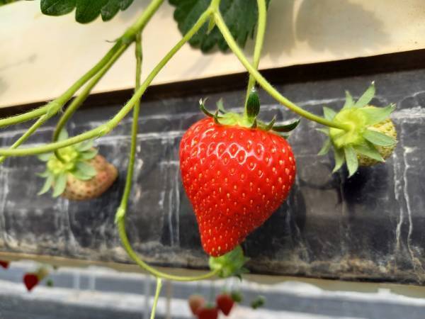 【あべのハルカス近鉄本店】百貨店の屋上でいちご摘み体験！「いちごの庭プロジェクト」