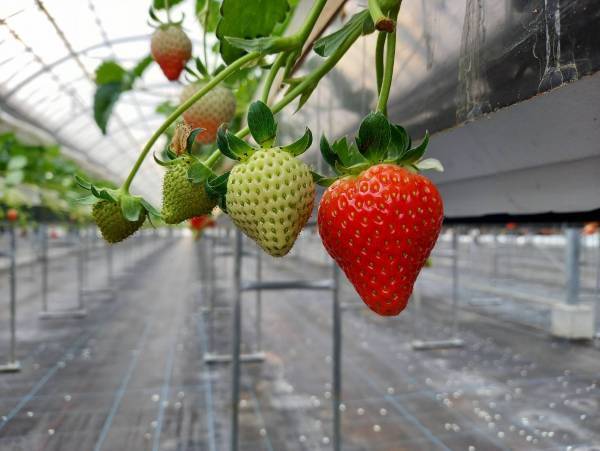 【あべのハルカス近鉄本店】百貨店の屋上でいちご摘み体験！「いちごの庭プロジェクト」