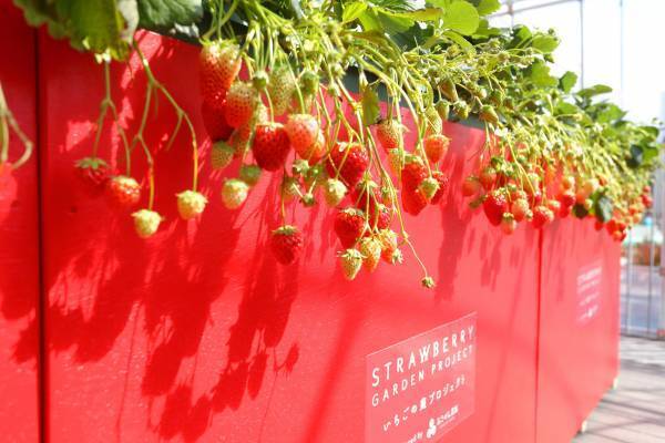 【あべのハルカス近鉄本店】百貨店の屋上でいちご摘み体験！「いちごの庭プロジェクト」