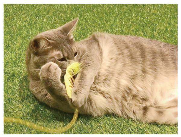 ～あの製品がおもちゃに、猫ちゃん夢中に遊んで大満足～　愛猫用おもちゃ　『ねこモテ』シリーズ　新発売