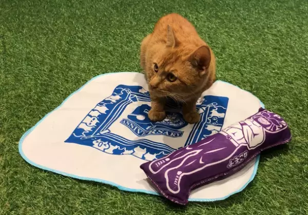 ～あの製品がおもちゃに、猫ちゃん夢中に遊んで大満足～　愛猫用おもちゃ　『ねこモテ』シリーズ　新発売