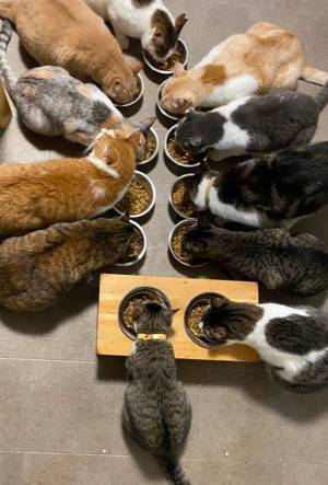 感染症を持っている猫のシェルター作りと現在いる保護猫の継続ワクチン費用を作りたい　2月16日にクラウドファンディングを開始しました　公開期間　2022年2月16日(水)～4月15日(金)23:59まで