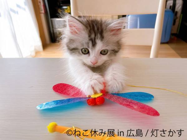 3年ぶり広島上陸！人気の猫クリエイター大集結＆コラボ企画実施　新作「ねこ休み展」3/12～開催！新スター猫登場“ねこまみれ空間”