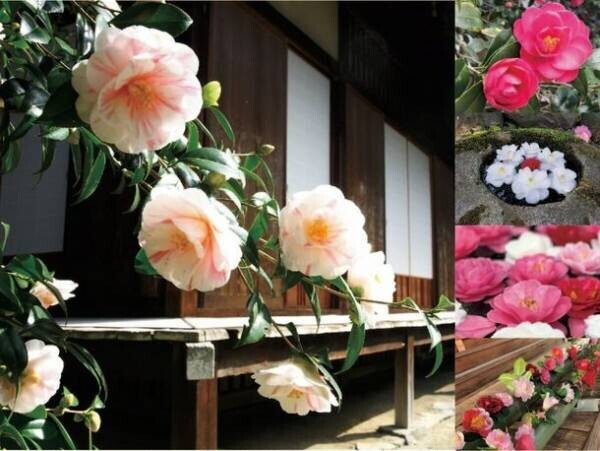 通常非公開の尼門跡寺院　京都・霊鑑寺　～椿の咲き誇る庭園を特別公開～