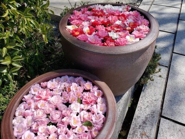 通常非公開の尼門跡寺院　京都・霊鑑寺　～椿の咲き誇る庭園を特別公開～