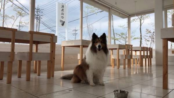 SDGs推進するドッグカフェ「Dog Barrier free Cafe 茂原珈琲」の次なる一手　コーヒーの実から生まれた不用品「コーヒーハスク」で作ったコーヒータンブラーを発売