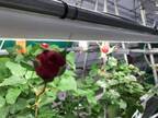 「カーボンニュートラルの薔薇」の栽培に成功　完全LED栽培・化学農薬不使用・オーガニック！