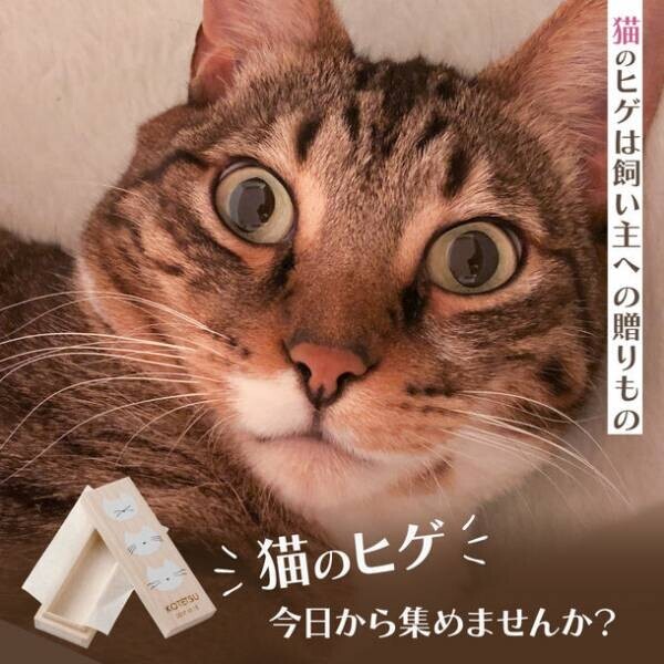 猫のヒゲケース『猫の贈りもの』を新発売！