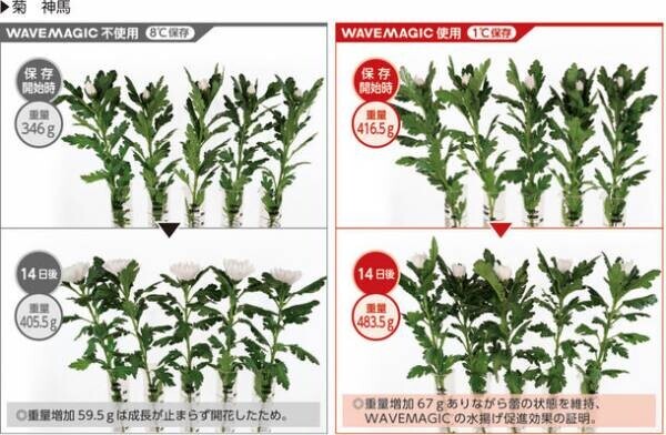 花・青果・食肉・魚類などの革新的な鮮度維持装置「WAVEMAGIC」が2022年3月より新発売