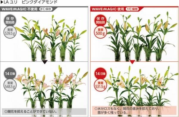 花・青果・食肉・魚類などの革新的な鮮度維持装置「WAVEMAGIC」が2022年3月より新発売