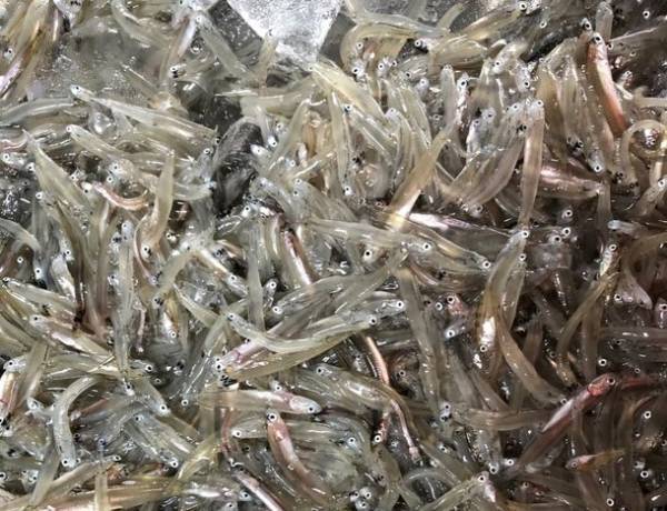 3月1日(火)にいかなごシンコ漁が解禁！　～「いかなごのくぎ煮」淡路島に春を告げる～