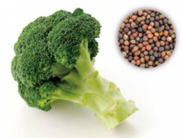 【特許製法】肝機能改善の機能性表示対応「ブロッコリー種子エキス末」上市　ManNAcプラス