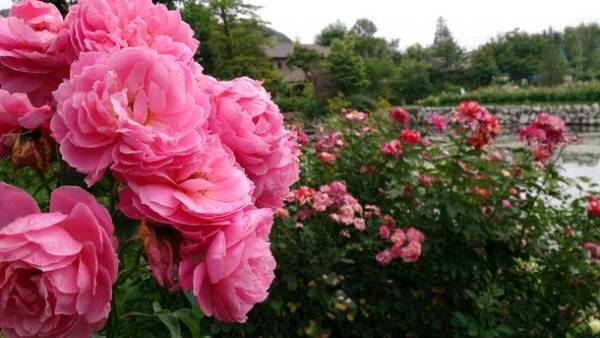 「自然を愛するすべての人へ」軽井沢レイクガーデンが4月22日(金)から開園