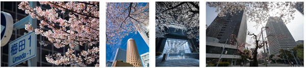 大阪ダイヤモンド地区 さくらフォトコンテスト2022～梅田の春を写真に残そう～3月19日(土)～4月13日(水)開催