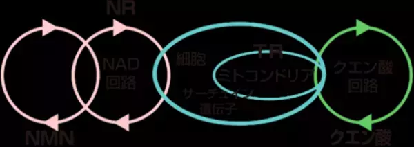 ～エイジングケア　メディカルサプリメント～　目的別で使えるエイジングケアサイエンスの新製品シリーズ「オプティキュアカラー」より3品発売