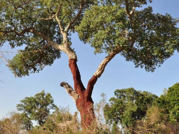 ヨーロッパ人気ブランドMiss Woodの「コルクマップ」をMakuakeにて販売開始！