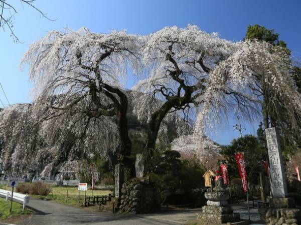 秩父路を走るSLパレオエクスプレス　「SLファーストラン号」を3月19日に運行～春のおでかけシーズンに合わせ、SL車内イベントの実施も～