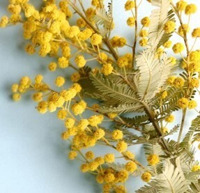 「あべのハルカス」は３月７日（月）に開業８周年を迎えます。お客さまへの感謝の思いとともにーHARUKAS THANKS FLOWER Festaー