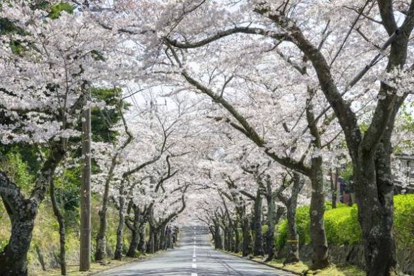 伊東市に、桜のトンネル出現　春の訪れ「ソメイヨシノ」スポット紹介　静岡県伊東市3カ所のソメイヨシノ開花情報を公開