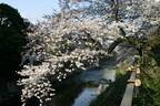 伊東市に、桜のトンネル出現　春の訪れ「ソメイヨシノ」スポット紹介　静岡県伊東市3カ所のソメイヨシノ開花情報を公開