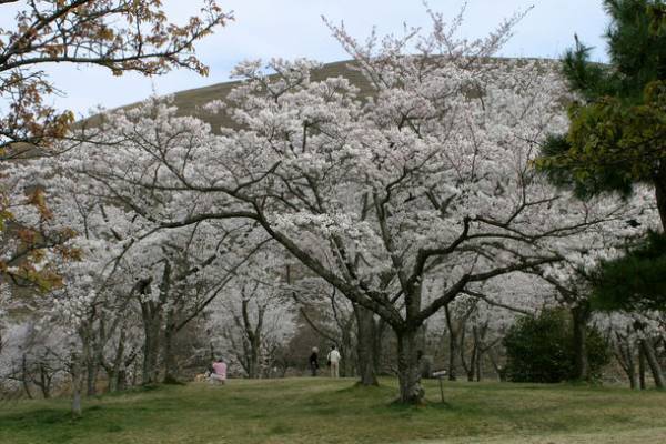 伊東市に、桜のトンネル出現　春の訪れ「ソメイヨシノ」スポット紹介　静岡県伊東市3カ所のソメイヨシノ開花情報を公開