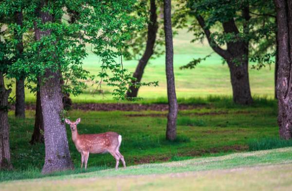 ゴルフコースの横で豪華グランピング！季節のフレンチを堪能する1日2組限定の宿泊プラン販売開始　～新しいスタイルのゴルフリゾート、室蘭グランピング～