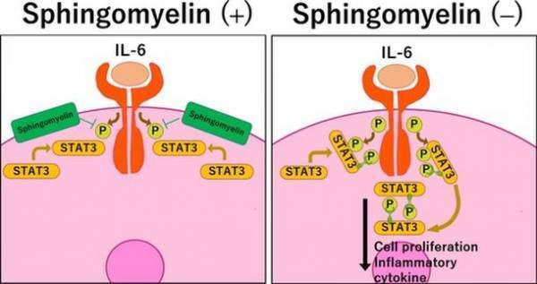 ジェヌインR&Dと麻布大学獣医学部 生化学研究室による共著論文がアメリカの科学雑誌『The FASEB Journal』に掲載