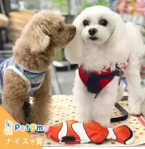 インスタグラムでペット写真「第二回Petomoフォトコンテスト」開催　応募総数1,393点の中から3つの賞を決定！第三回は4月開催予定