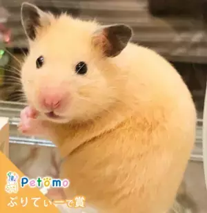 インスタグラムでペット写真「第二回Petomoフォトコンテスト」開催　応募総数1,393点の中から3つの賞を決定！第三回は4月開催予定