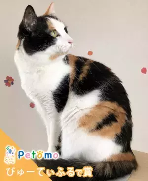 インスタグラムでペット写真「第二回Petomoフォトコンテスト」開催　応募総数1,393点の中から3つの賞を決定！第三回は4月開催予定