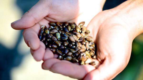 創業50年ハトムギ専門店が美容液やスイーツなどハトムギ尽くしの“お楽しみBOX企画”をMakuakeにて4月10日まで実施中！