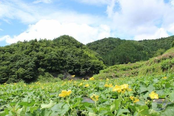 オーガニック農場の恵みを自宅で満喫　『美活便苗オーナー制度』参加者募集