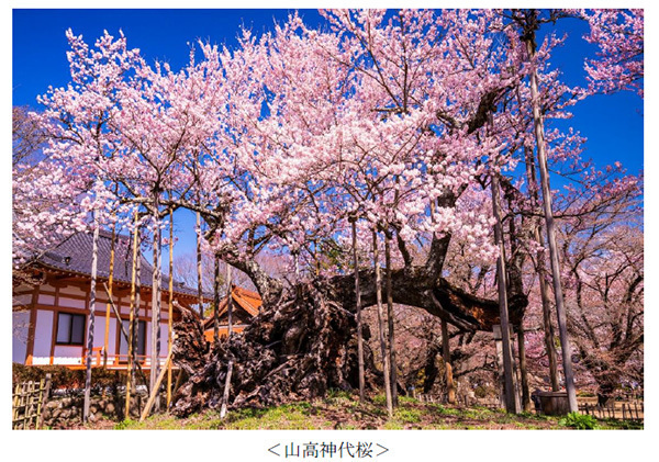 ヤマザクラやカワヅザクラ、そして日本三大桜の知名度は？～阪急交通社が桜の木やお花見に関する調査結果を公開～