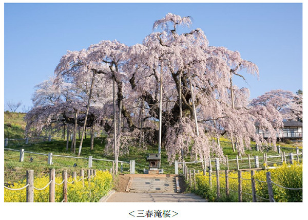ヤマザクラやカワヅザクラ、そして日本三大桜の知名度は？～阪急交通社が桜の木やお花見に関する調査結果を公開～