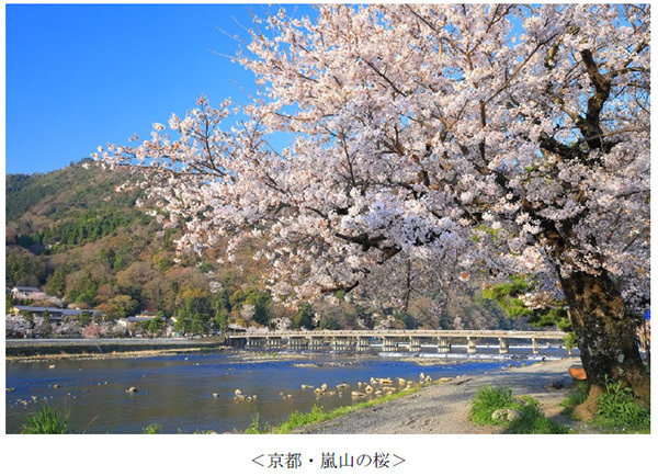 ヤマザクラやカワヅザクラ、そして日本三大桜の知名度は？～阪急交通社が桜の木やお花見に関する調査結果を公開～