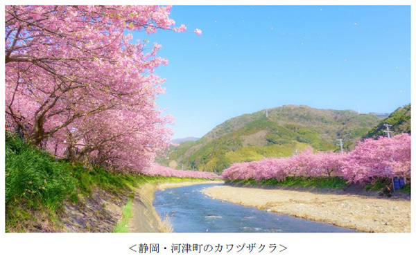 ヤマザクラやカワヅザクラ、そして日本三大桜の知名度は？～阪急交通社が桜の木やお花見に関する調査結果を公開～