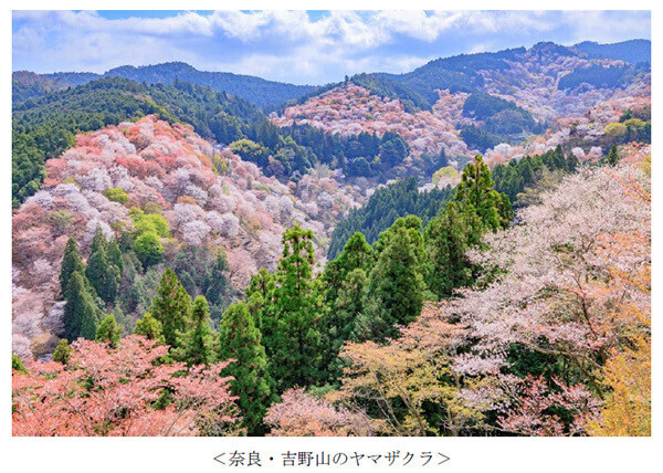 ヤマザクラやカワヅザクラ、そして日本三大桜の知名度は？～阪急交通社が桜の木やお花見に関する調査結果を公開～
