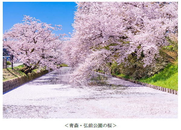 ヤマザクラやカワヅザクラ、そして日本三大桜の知名度は？～阪急交通社が桜の木やお花見に関する調査結果を公開～