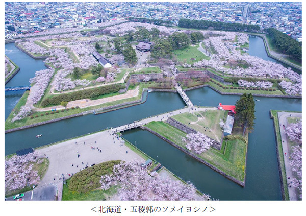 ヤマザクラやカワヅザクラ、そして日本三大桜の知名度は？～阪急交通社が桜の木やお花見に関する調査結果を公開～