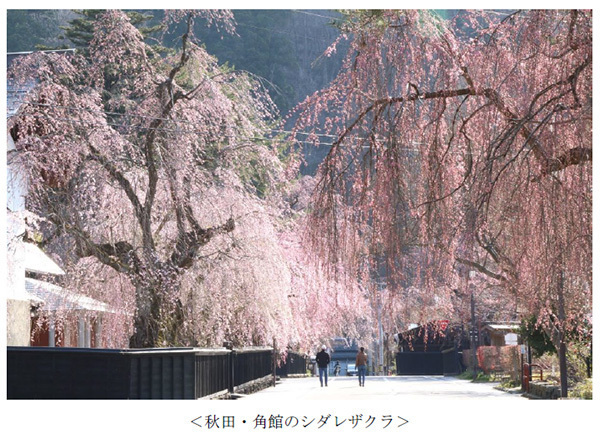 ヤマザクラやカワヅザクラ、そして日本三大桜の知名度は？～阪急交通社が桜の木やお花見に関する調査結果を公開～