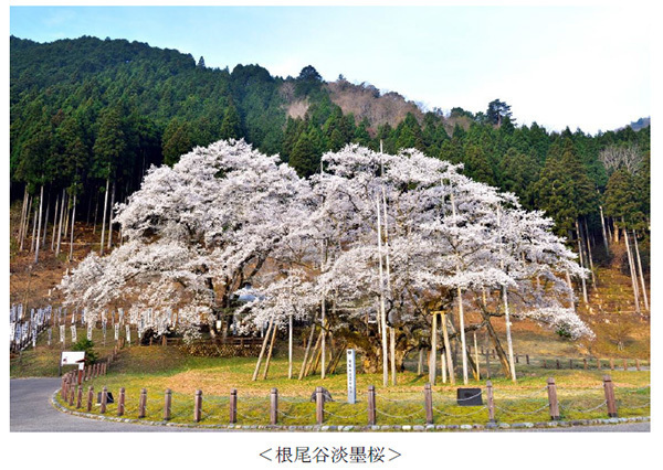 ヤマザクラやカワヅザクラ、そして日本三大桜の知名度は？～阪急交通社が桜の木やお花見に関する調査結果を公開～