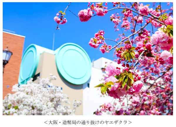 ヤマザクラやカワヅザクラ、そして日本三大桜の知名度は？～阪急交通社が桜の木やお花見に関する調査結果を公開～