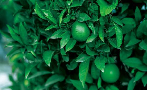 ライムとミントで夏のウオッシュ＆ケア　さっぱり洗って、ひんやり潤す　2022年3月16日(水)発売